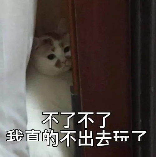  每日可爱表情包理我一下,不然我很尴尬