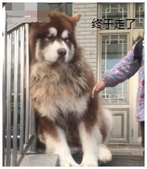  阿拉斯加整天被小主人折磨,看到小主人去上课,脸上露出笑容