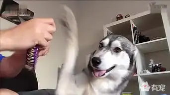  一个用表情包在抵抗项圈的二哈