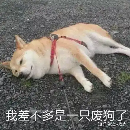  狗狗应激反应怎么办e宠知识库了解一下