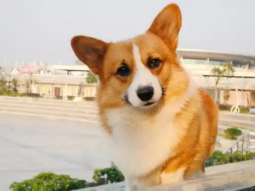 表情包看一个人柯基