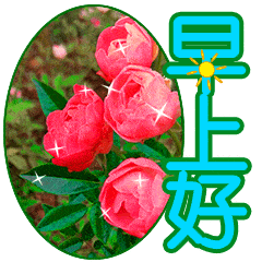  漂亮的鲜花早上好表情包,每天第一声问候,送给我最好的朋友