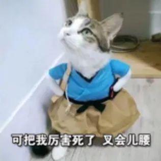  受到惊吓丨第960期喵表情包