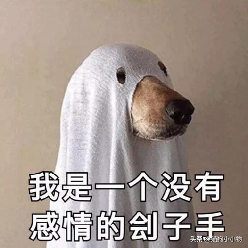  狗子的6个道歉方式,简直把死皮赖脸发挥到极致