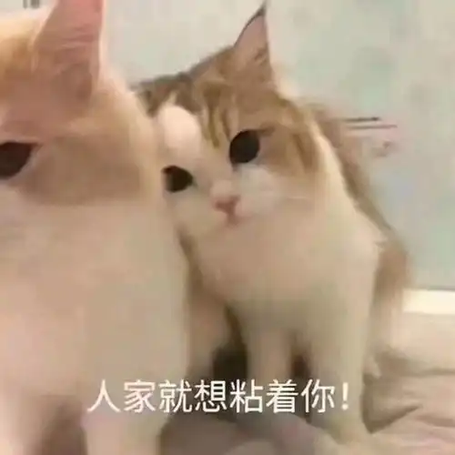  猫咪表情包接下来你是不是要凶我了