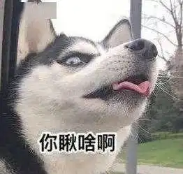  抖音最近火的二哈,让主人无奈,但是二哈蠢可是太正常了