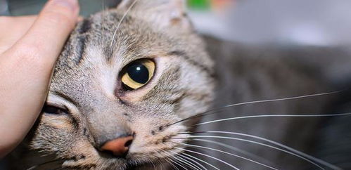  猫咪喜欢用头蹭主人,你知道有几个含义吗