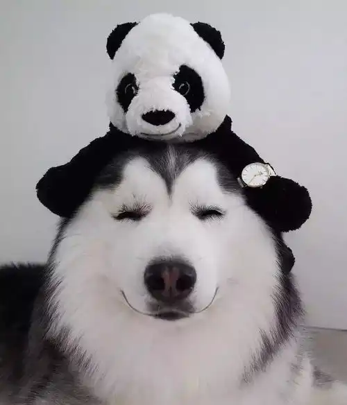  好萌,回眸一笑迷众生