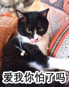  平安夜,圣诞老人送了你一套表情包