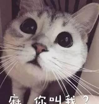  有一种改变,叫做我养猫了,奶爸女汉子随机切换