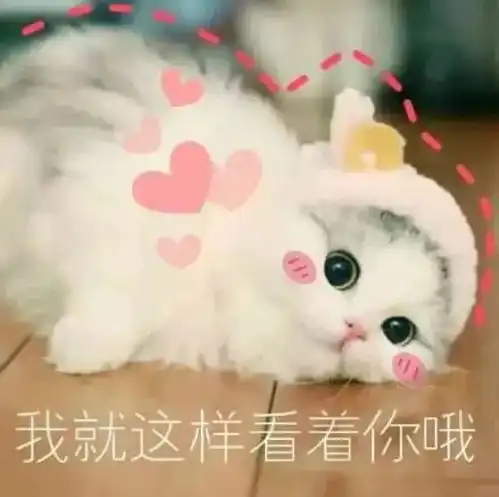 算我求你的表情包猫大乔