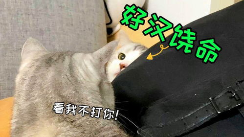  小猫快被打的表情,也太太太太可爱了吧又怂又贱又好笑