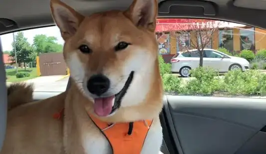  狗狗吃面包,主人啃鸡腿柴犬一冲动,主人要哭了
