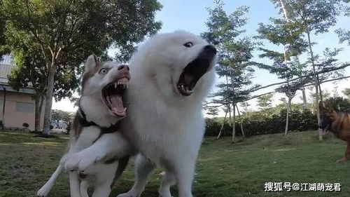  狗狗犯错后的,6大经典表现,看看你家属于哪一种