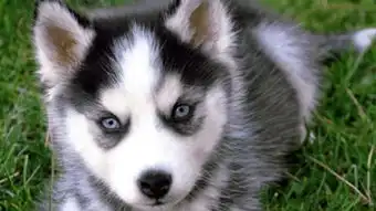  比熊犬