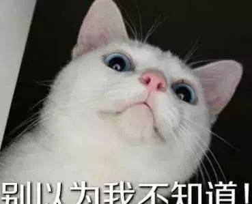 动漫猫咪卖萌表情包主人