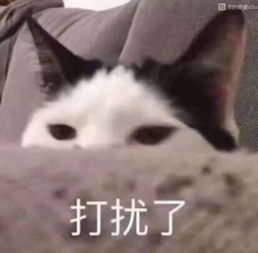  打扰了表情包打扰了微信表情包打扰了qq表情包发表情fabiaoqing.com