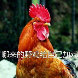  77张鸡表情包祝你鸡年大吉吧
