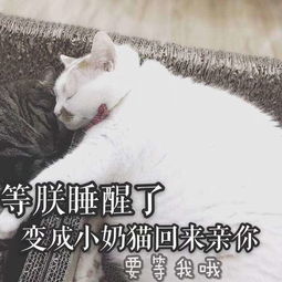 楼楼死了网红猫楼楼死亡原因楼楼猫怎么死的