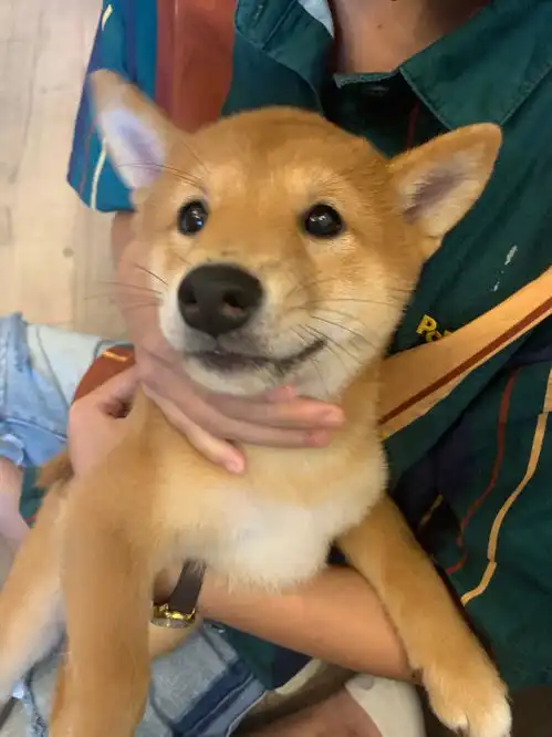 大佬帮我看看柴犬纯吗