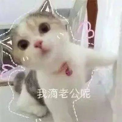 我到底是在养猫,还是给自己养情敌