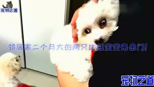 真怂表情包邻居家