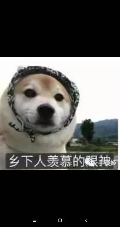 狗头表情包原型羡慕