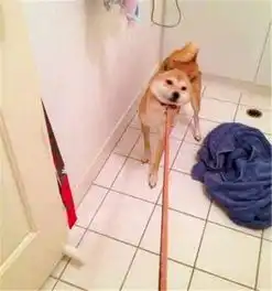  柴犬被主人拉去洗澡,泡泡浴让柴犬不知所措,这表情太抢镜