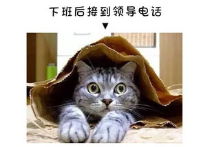  工程项目部表情大全,爆笑慎入