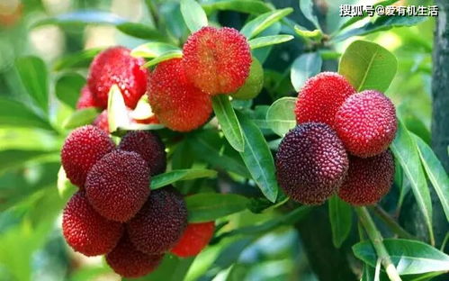  夏天这个时节,农村山上的杨梅挂满枝头,酸甜适中,让人回味无穷