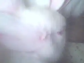 为什么我的兔兔头上有个弹珠一样大的包 为什么我的兔兔头上有个弹珠一样大的包