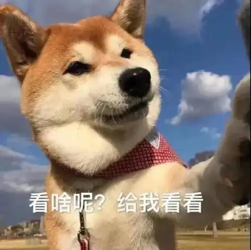  小动物表情包出炉