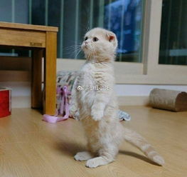  折耳猫表情包