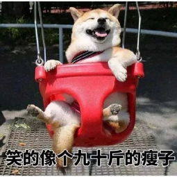  柴犬专业生产各种表情包