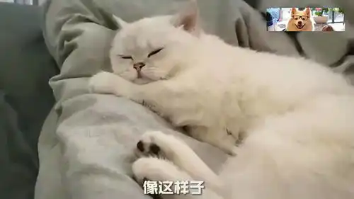  白天睡大觉,晚上蹦大迪的晚晚,真是令人头大