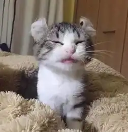  一只可爱到犯规的卷耳猫,好想亲亲抱抱举高高