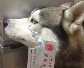  养一条狗,一年要赔多少钱