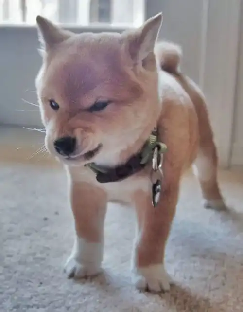  养了柴犬每天都被精神污染,谁叫这货是个逗b