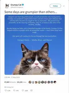  总是一脸臭屁表情的不爽猫grumpycat,悄悄回去喵星球了...
