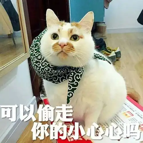 猫咪专属空调房真是人不如猫啊