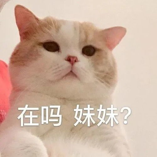  表情包少儿不宜