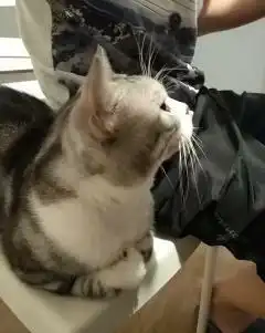  猫我都面壁了,猫爸你还不原谅我吗