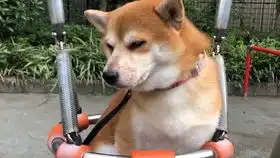  迷雾环绕的柴犬