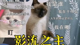 偷鱼的下场猫猫享受被主人捏脸的爽快表情