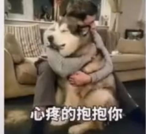 葛优表情包动图累成狗