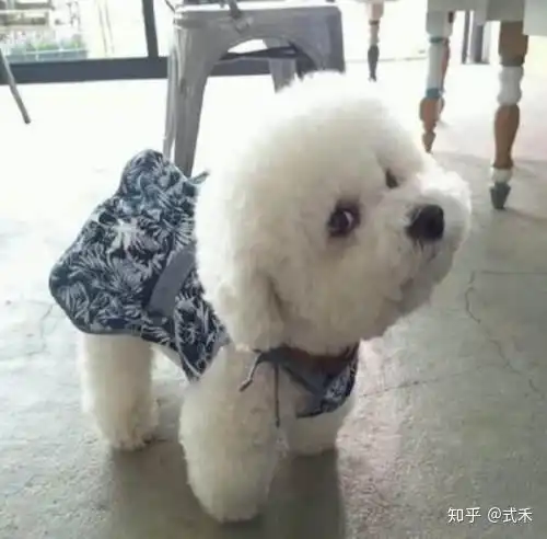 比熊图片表情包柯基