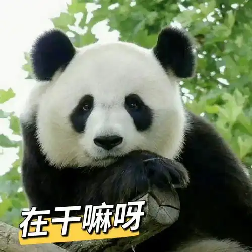  组图张馨予发博呼吁文明观赏大熊猫配表情包祝大家假期快乐
