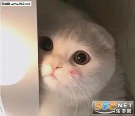  女生撒娇可爱猫咪图片猫咪要抱抱表情包下载乐游网游戏下载