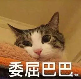  这些网红猫粮靠谱吗实际上,水分有点大