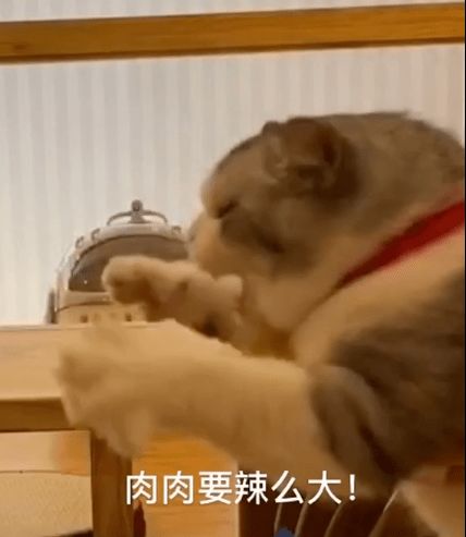  拖地猫表情包我要吃肉肉